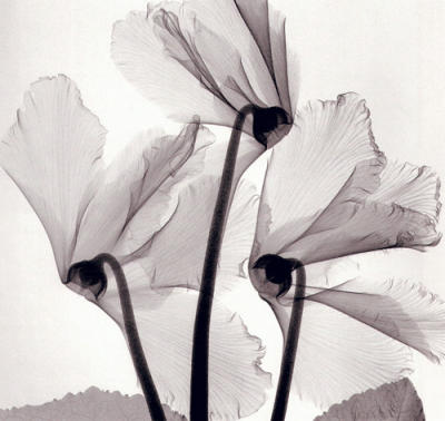 Cyclamen Study I art print by Steven N. Meyers