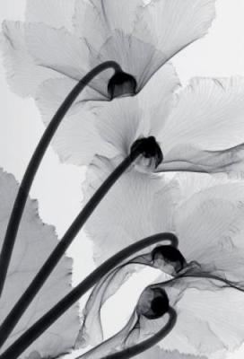 Cyclamen Study IV art print by Steven N. Meyers