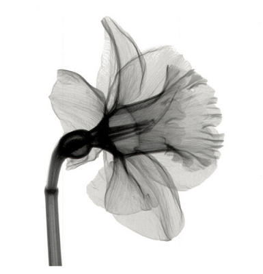 Daffodil