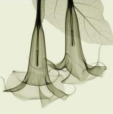 Datura (Sm.) art print by Steven N. Meyers