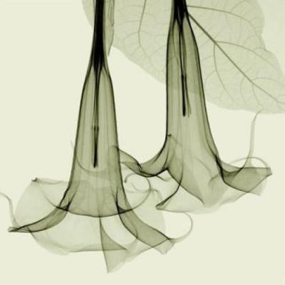 Datura
