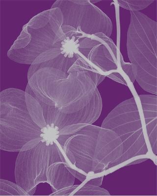 Dogwood, Silver art print by Steven N. Meyers