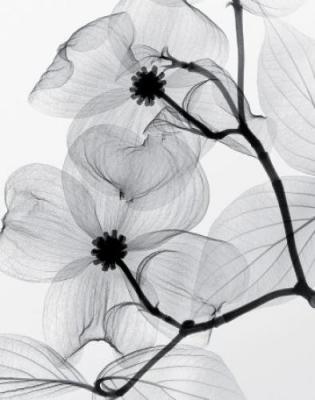 Dogwood Blossoms