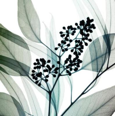 Eucalyptus art print by Steven N. Meyers
