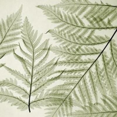 Ferns I