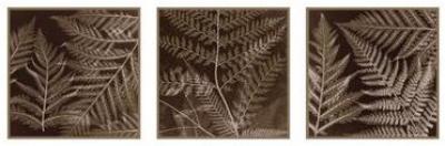 Ferns Mix II