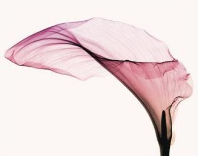 Giant Calla art print by Steven N. Meyers