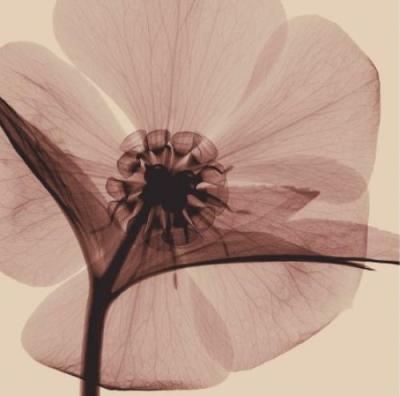 Hellebore art print by Steven N. Meyers