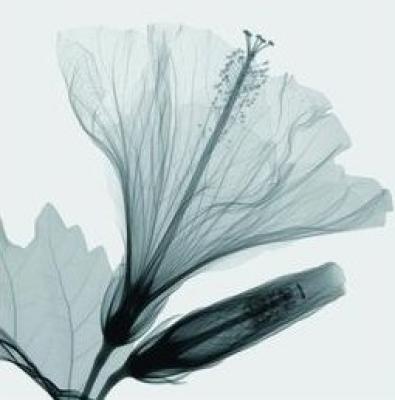 Hibiscus 2 (Sm.) art print by Steven N. Meyers