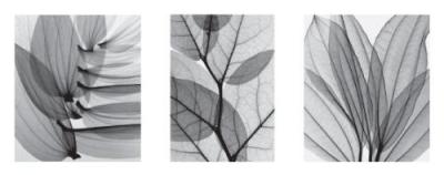 Leaf collection art print by Steven N. Meyers
