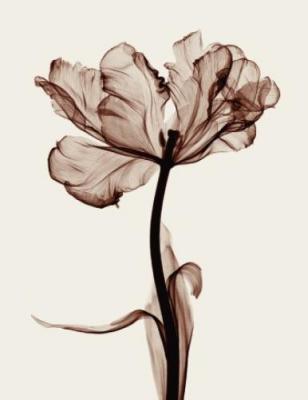 Parrot Tulips