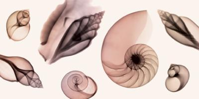 Shell Collection (Sepia)