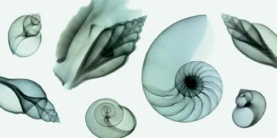 Shell Collection (Teal) art print by Steven N. Meyers