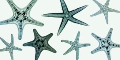 Starfish Collection (Teal)
