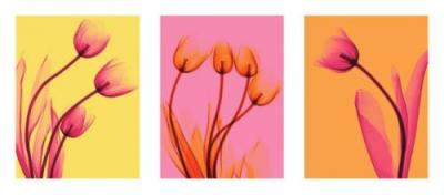 Tulips Trio