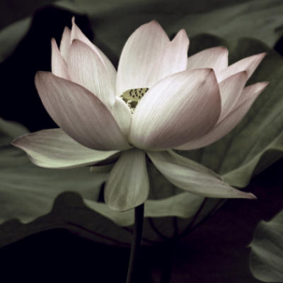 The Lotus I art print by A. Neuwirth