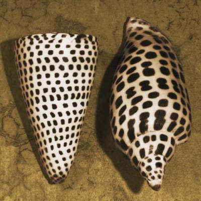 Cone Seashell