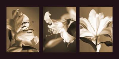 Lily Trio