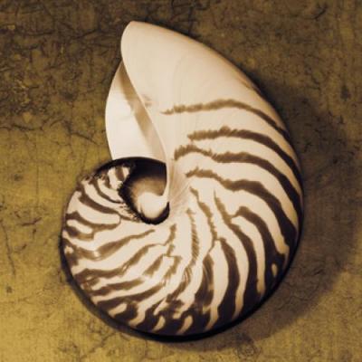 Nautilus