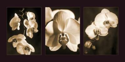 Orchid Trio
