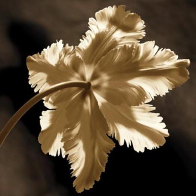 Parrot Tulip II