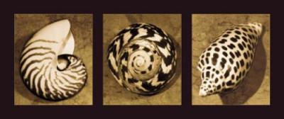Shell Trio