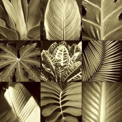 Tropical Leaves II