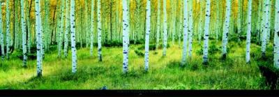 Ashley National Forest art print by Alain Thomas