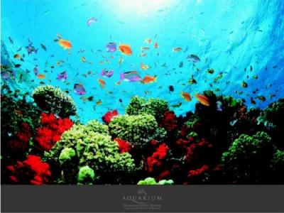 Aquarium art print by Federico Busonero