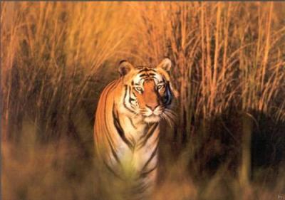 Panthera tigris art print by Francois Savigny