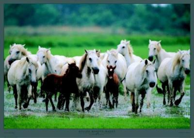 Chevaux de Camargue art print by Gilles Martin-Raget
