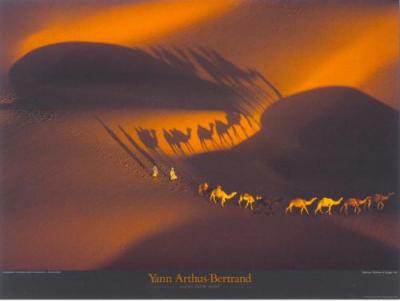 Dromadaires 2 art print by Yann Arthus-Bertrand