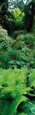 Garden of Eden - Titoki Point Garden - New Zealand art print by Alain Le Toquin