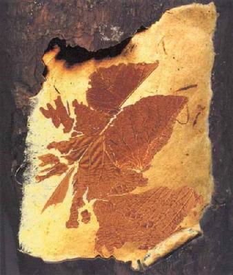 Amber Leaf art print by Ronnie Leckie