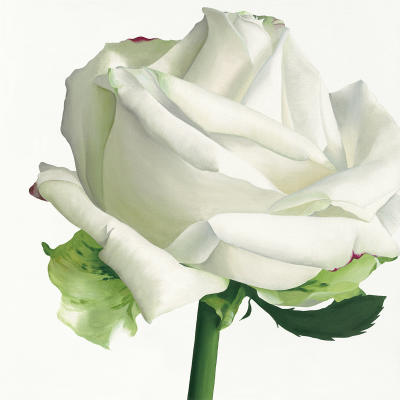 white rose pictures. White Rose I