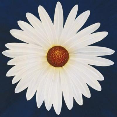 Daisy 12.3 - 2004 art print by Claire Davies