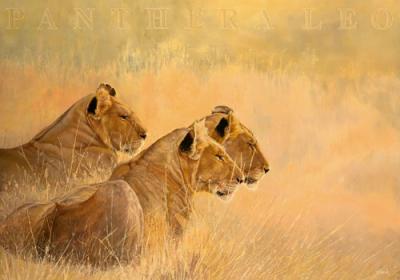 Panthera leo art print by Danielle Beck
