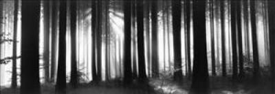 Black Forest art print by Helmut Hirler
