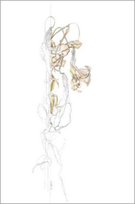 Dried Lilies I