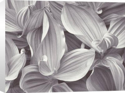 Corn Lilies, Yosemite National Park, California, 1977 art print by John Sexton