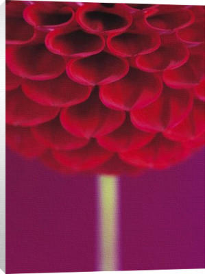 Dahlia art print by Peter Straw