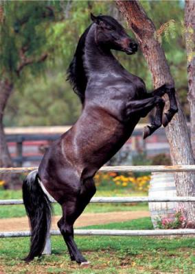 Andalucian Stallion art print by Maxi Posters