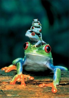 Frogs art print by Maxi Posters