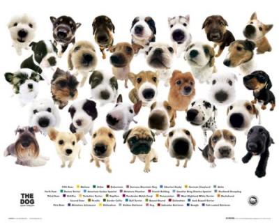 The Dog - Collage art print by Mini Posters