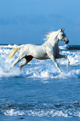 Sea