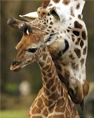 Giraffes art print by Mini Posters