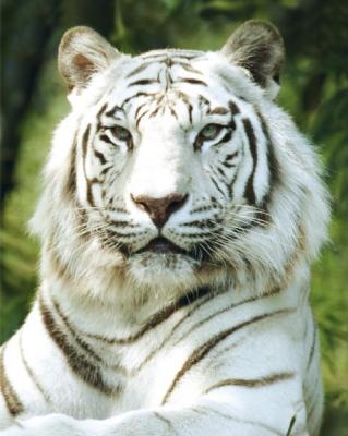 Siberian Tiger art print by Mini Posters