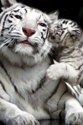 Tiger - Kiss