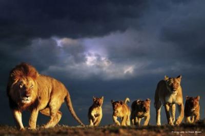 Pride art print by Steve Bloom
