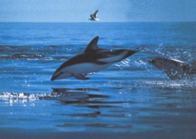 Dusky Dolphins, Patagonian Coast